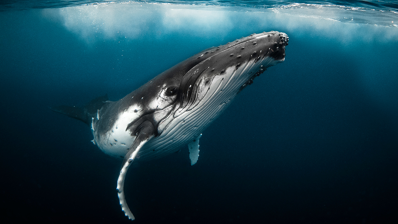 Wildlife