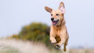3 Marketing Tips to Jumpstart Your Pet Photography Business