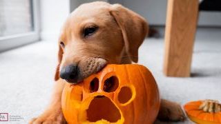 October Recommended Reading: Fluorescence Photography, Supermoons, and Fall Colors!