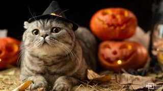 October Recommended Reads: Night Cam Creature, Ancient Film Revival, and more!