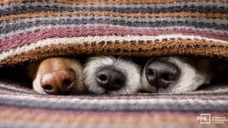 The Pet Photographer’s Guide to Growing Your Business 