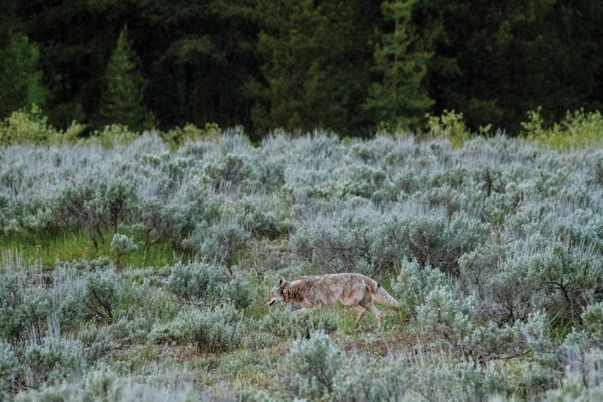 Photograph of a lone wolf walking through a dense field of sagebrush with a forested background. 
