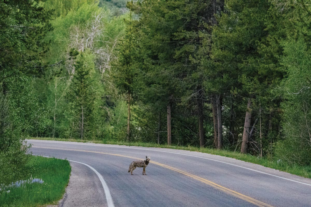 Photograph of a coyote standing on a curved, two-lane road surrounded by dense green forest.