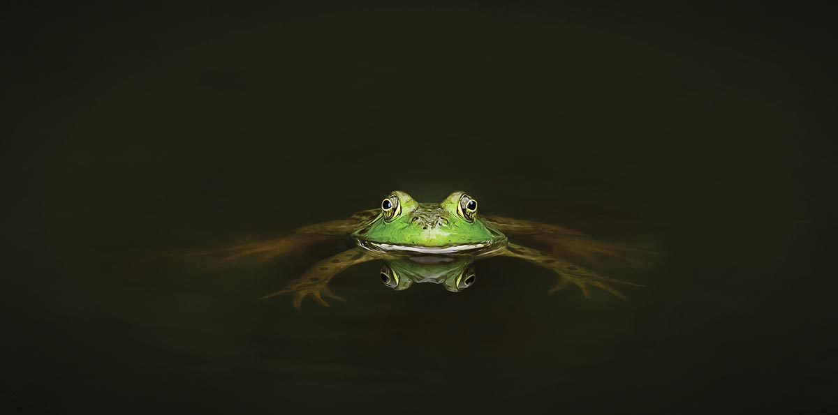 Green frog floating in dark water