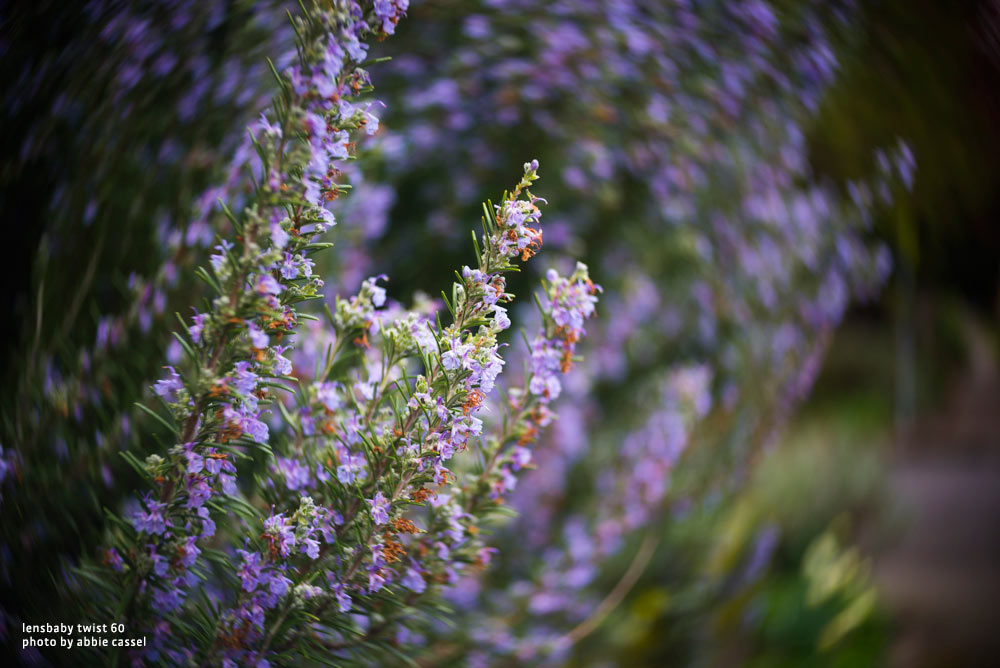 Lensbaby Twist 60 Lens for Creative Photography | PPA