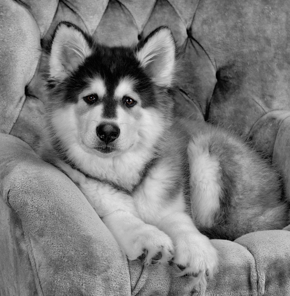 With the dog’s face forward, the catchlight from a fill reflector on camera left reflects in the center of the nearest eye and offset toward the nose in the other. The main light on camera right, modified by a 30x60-inch soft box, is reflected only in the nearest eye.
