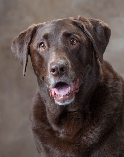 When a dog’s head is tilted, the catchlight in the eye closest to the main light will be near the center of the eye, typically on the rim of the pupil. The eye farther from the main light has just a small portion of the main light reflection tucked in the upper corner of the eye, near the bridge of the nose, and a catchlight from the fill reflector.