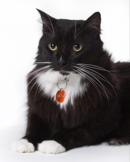 Cats’ eyes are less convex than dogs’ and the depth of their face is close to that of a human. Their eyes will reflect more of the main light and will be closer to the same position in the eye.