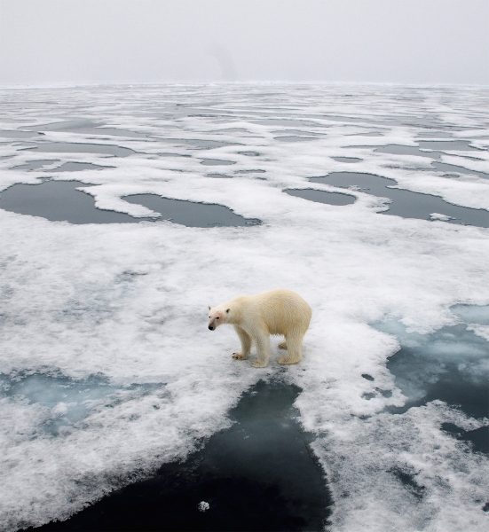 <i>Isbjorn</i> in Norwegian, ice bears, are the royalty of Svalbard.