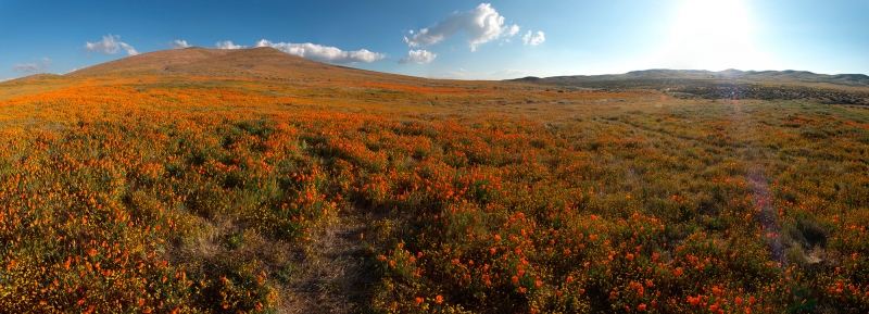 A completed panorama using the New Panorama option in the File dropdown menu