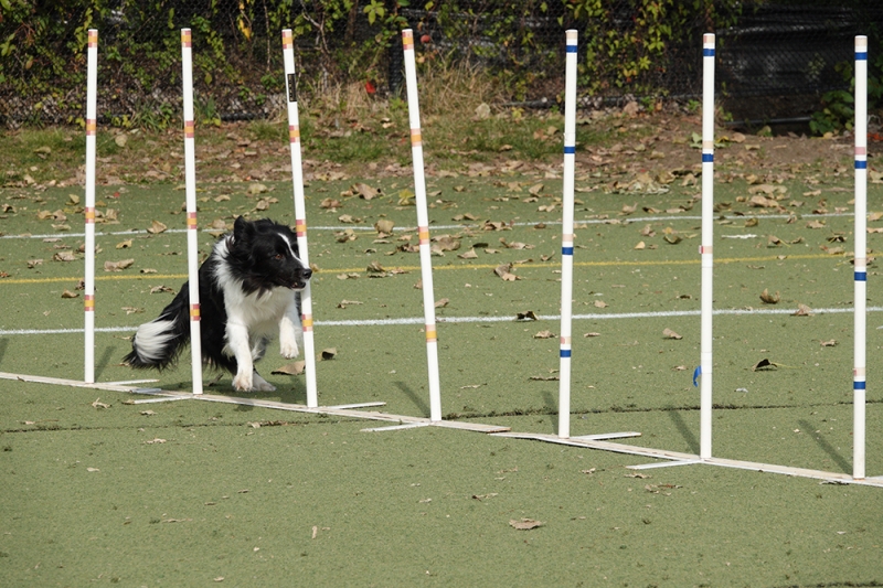 The Sony RX10 IV was easily able to track agility dogs as they quickly navigated courses set up for them. The RX10 IV is so fast, that you can easily turn a series of images into a movie.