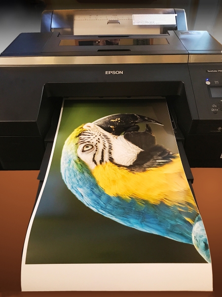 Epson SureColor P5000 with a 17x25-inch print, output on Ultra Premium Photo Paper Luster