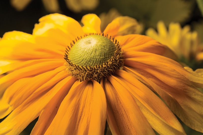 Without focus stacking, macro photography presents a shallow depth of field. This image was photographed at f/11 using a mix of ambient light and flash.