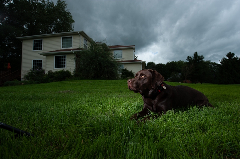 This image was set up with a single Nikon SB-800 AF Speedlight about 4 feet from the dog and 2 feet off the ground, flash set in M mode at 1/16 power and -1/3 EV, and the exposure at 1/800 second at f/5, ISO 100.