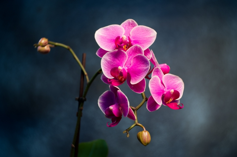【ichi sawa】LENSBABY BURNSIDE35 Lensbaby Burnside 35 Lens - Swirly Bokeh & Adjustable Vignette