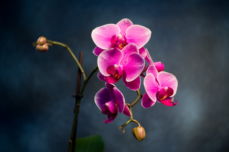 【ichi sawa】LENSBABY BURNSIDE35 Lensbaby Unveils the Burnside 35, the First Wide-Angle Petzval