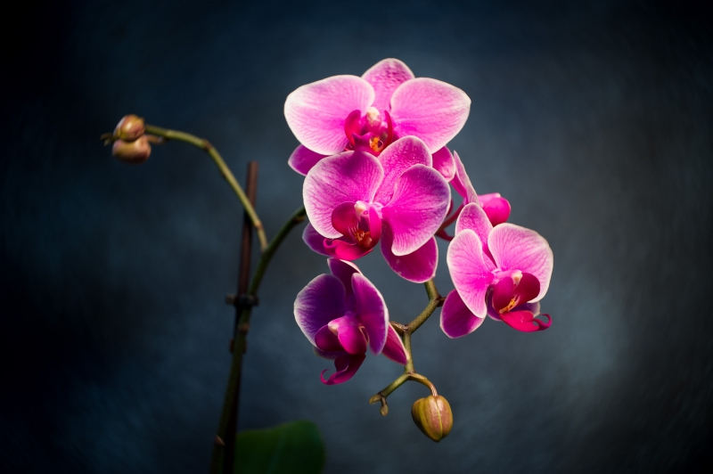 Review: Petzval-style optical design in the Lensbaby Burnside 35