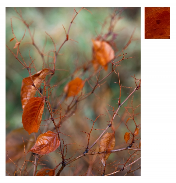 For this photograph, the camera was tripod-mounted and set at 1/25 second at f/4, ISO 250. Above right: With its 50-megapixel resolution, the GFX can reveal detail in the veins of the leaves in this .001 portion of the full image.