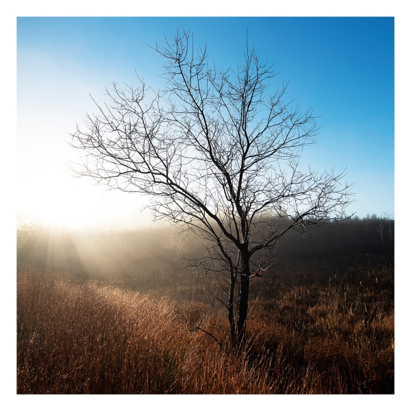 This dew-soaked tree is strongly backlit from the rising sun. When I zoomed in on areas of the file in Photoshop, there was no chromatic aberration.  