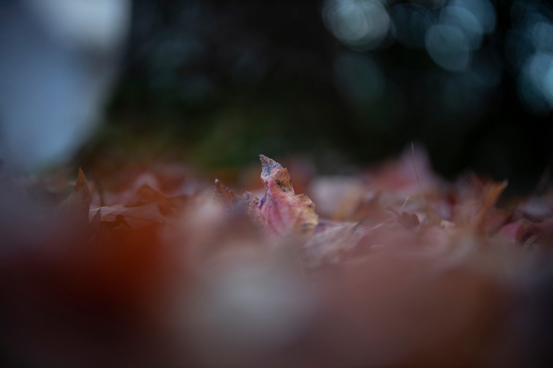 You can get a feel for the extremely shallow depth of field possible in this dreamy image photographed using the RF 50mm F1.2 L lens on the Canon EOS R.