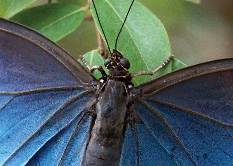 Final image (cropped) after noise reduction