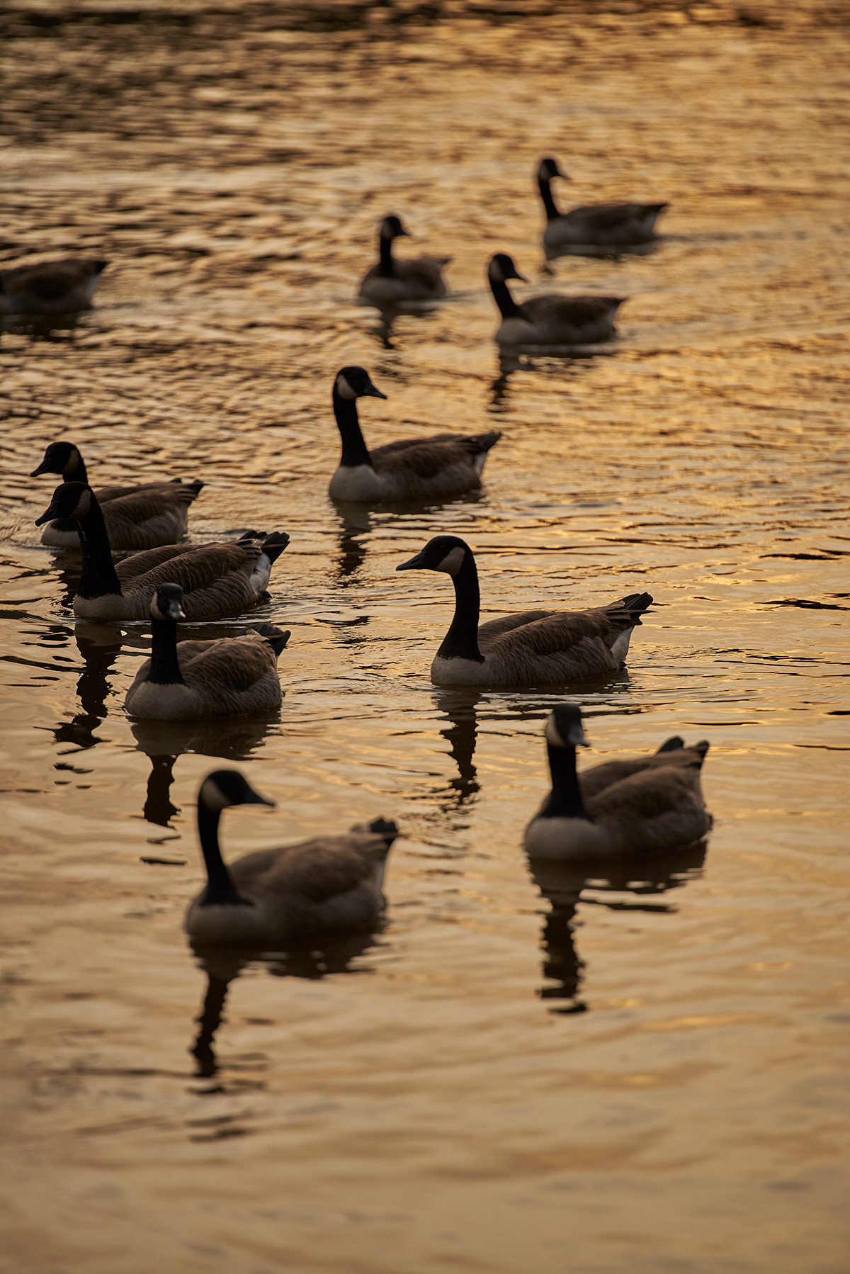 Eleven geese, almost in silhouette, swimming in calm water reflecting golden light