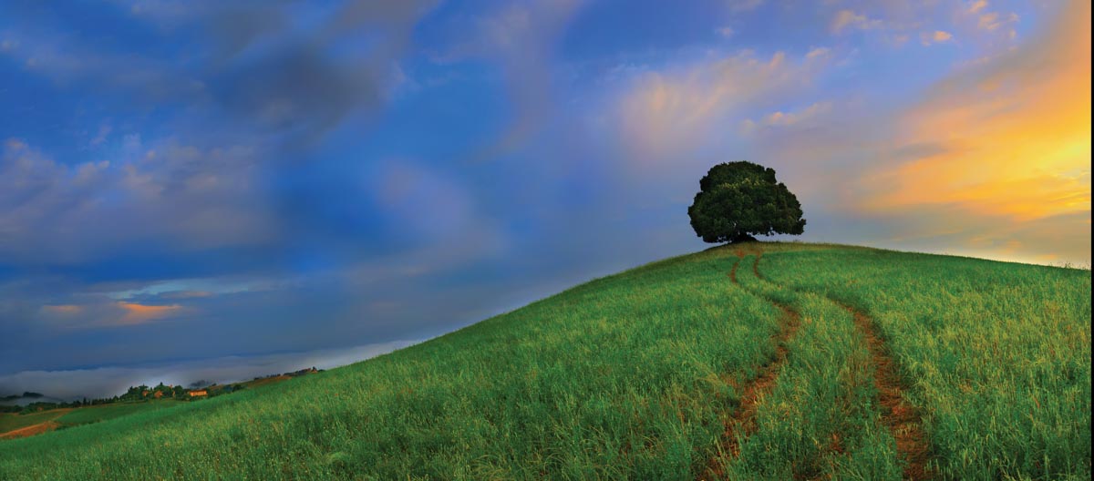 A leaf-filled tree sits atop a grassy hill with the sunlight in the background
