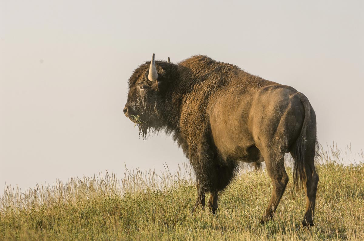 buffalo in a grassy field