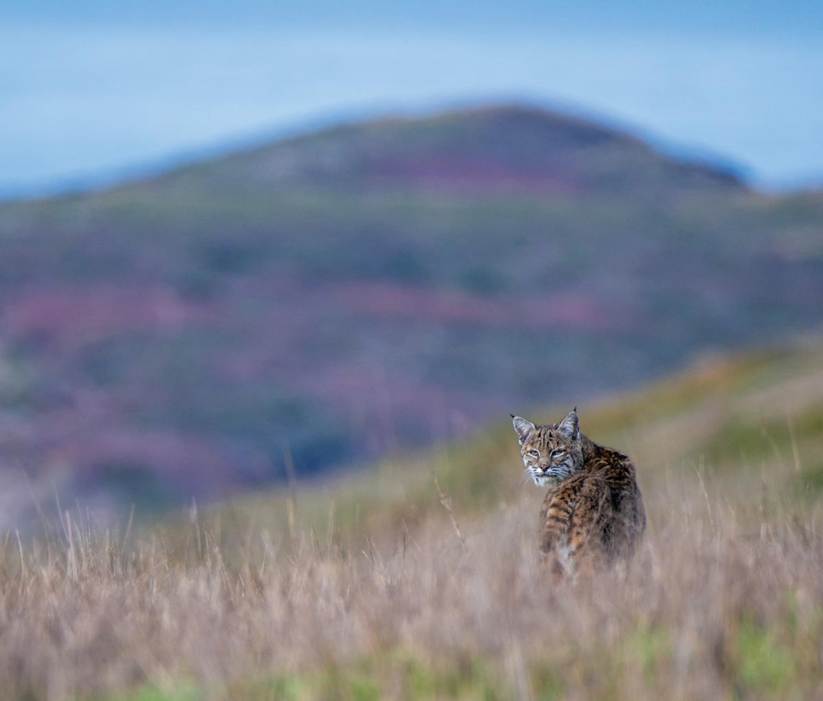 A wild cat in a field turning back to look at the camera
