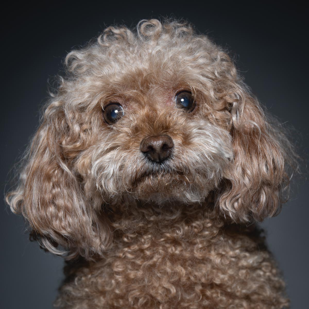 Portrait of a miniature poodle against a gray backdrop with sharp catchlights in its eyes