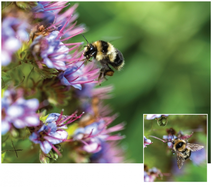 Dynamic area autofocus in live view made it possible
to capture a high percentage of in-focus images
as bees moved erratically over flowers.
