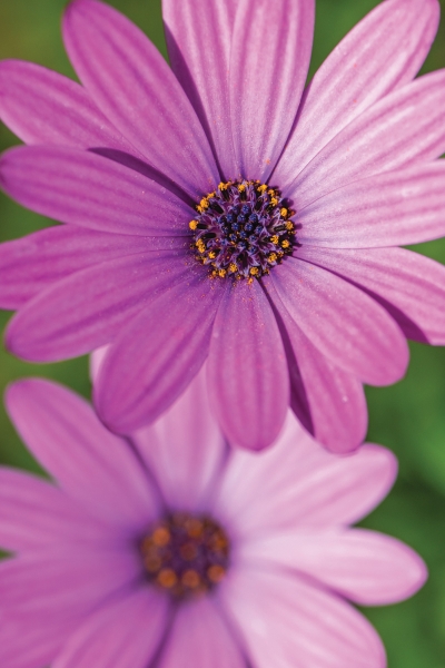 The new image sensor and processor improve the
image quality slightly while increasing preview
viewing speed.