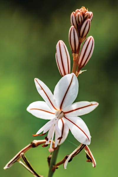 Built-in focus stacking is an unexpected benefit in
capturing close-up photos.