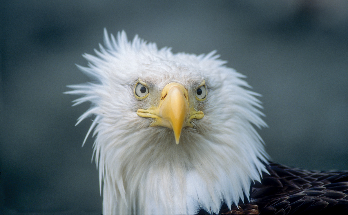 closeup of bald eagle
