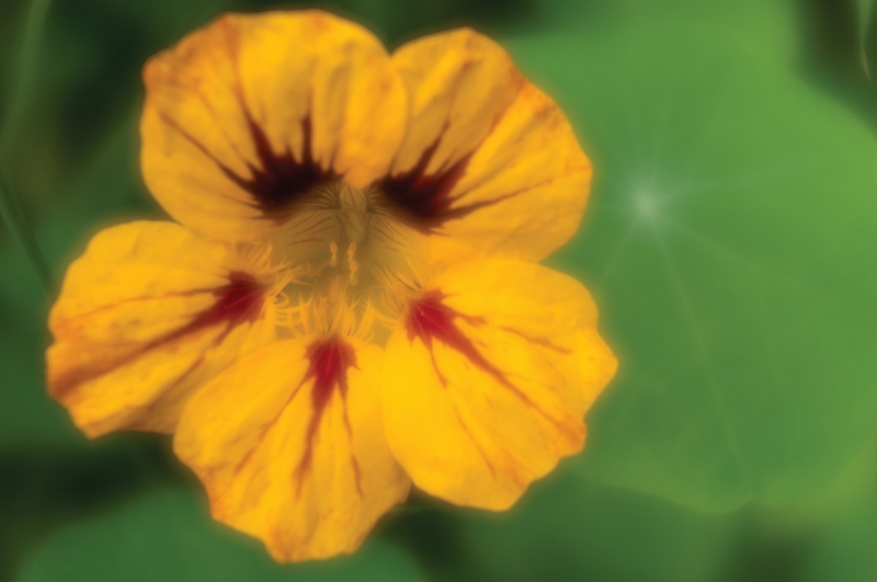 At f/4, the lends creates just the slightest glow around the subject.