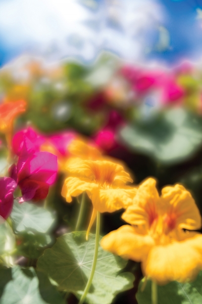 With the Lensbaby Velvet 28 on a Nikon Z 6, I could use peaking highlights to determine focus through the viewfinder. 