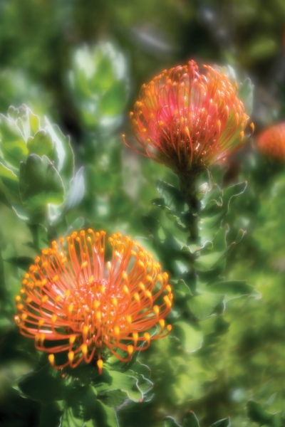 The glow effect is most prominent in the larger range of the aperture. 