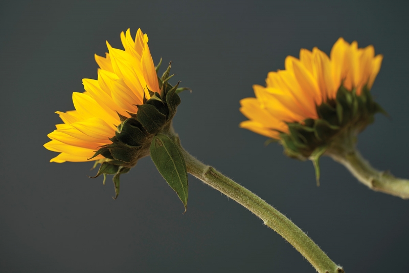 These sunflowers were photographed with the lens extended to 180mm, exposed at f/5.6 for 1/4 second, ISO 100.