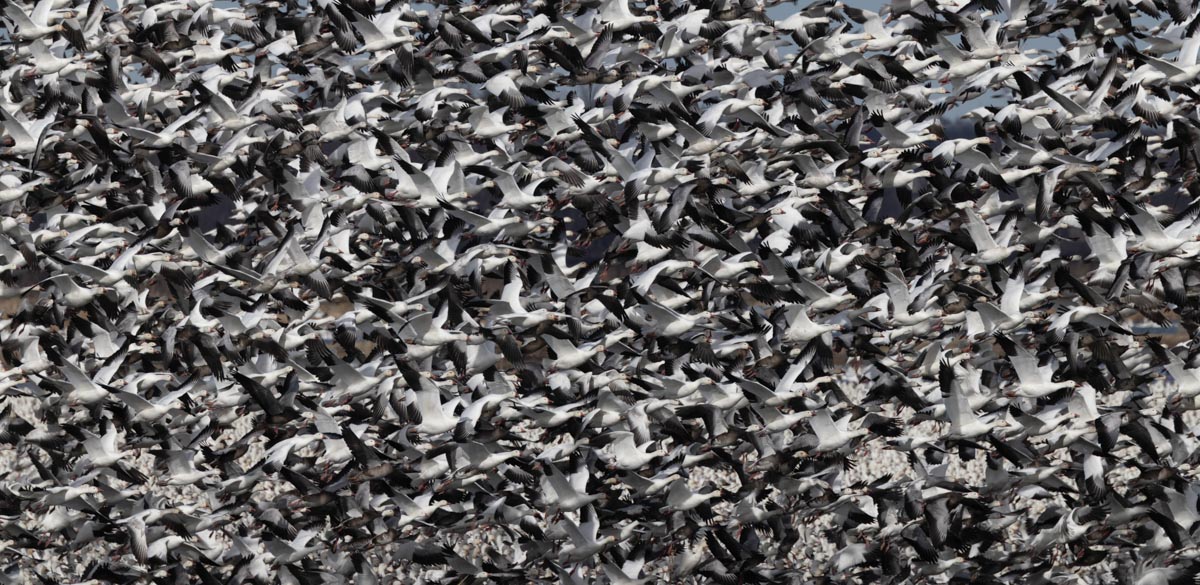 flock of migrating snow geese