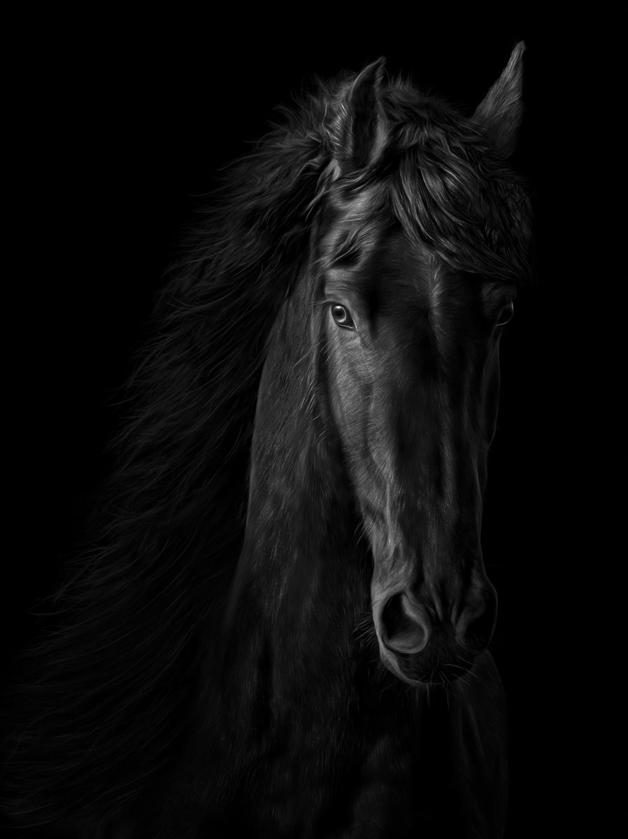 portrait of a black horse on a black background and in partial darkness