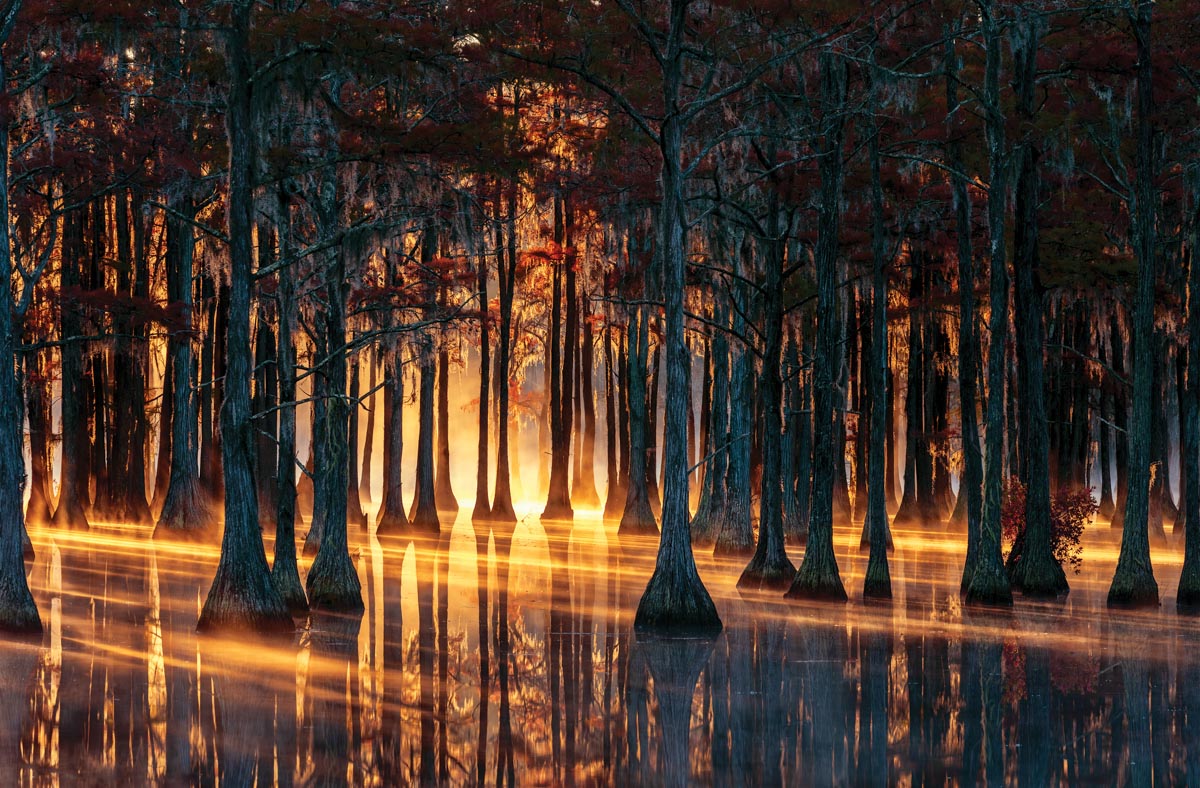 cypress trees reflecting in a swamp