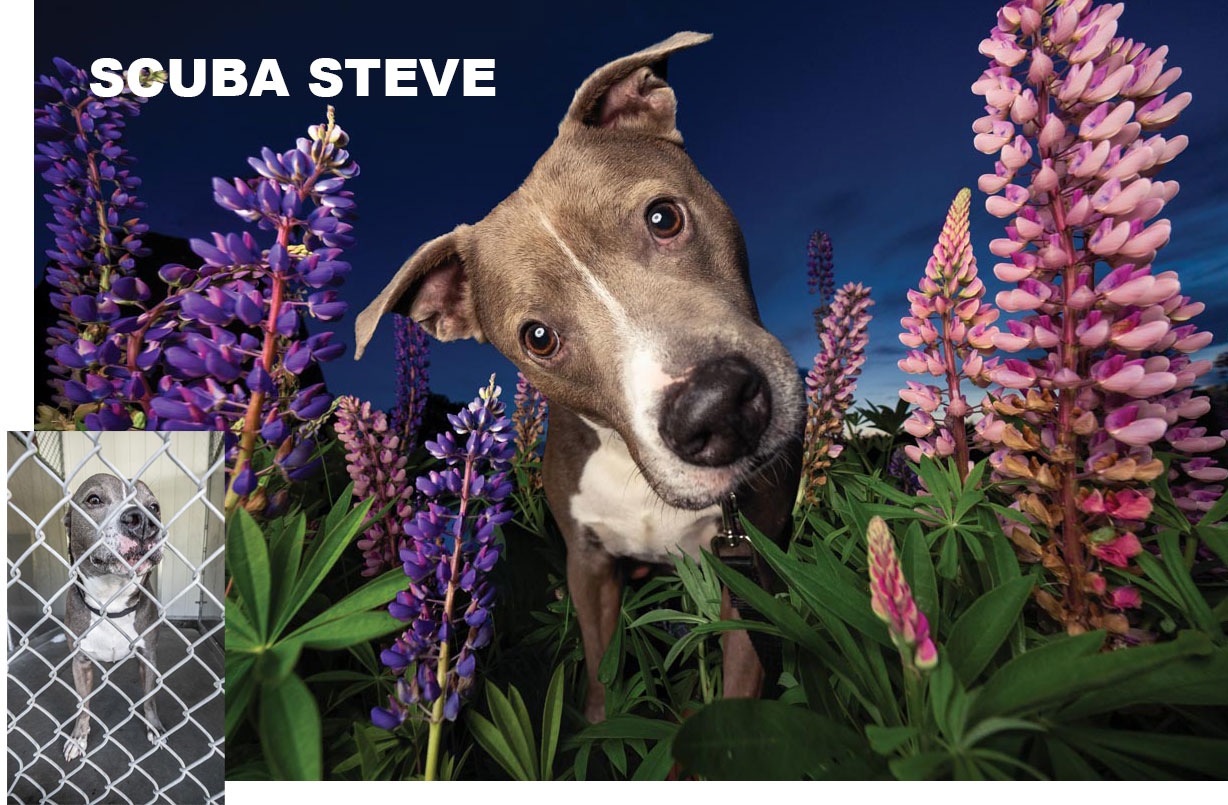 bully breed dog with tilted head surrounded by cone flowers