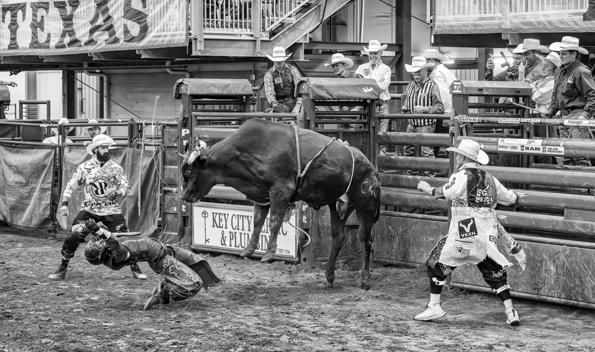 black-and-white action photo of a bull bucking a bull rider, with crowd watching on