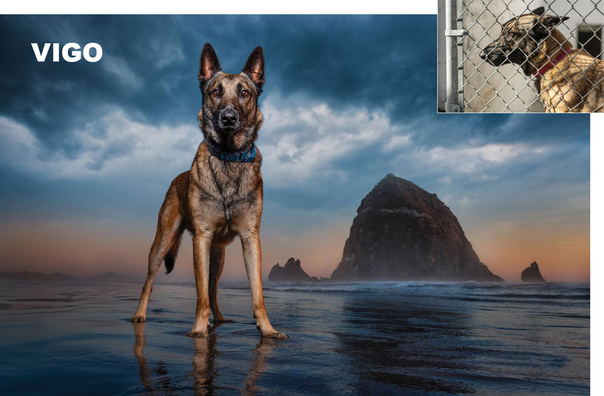shepherd dog standing on a beach 