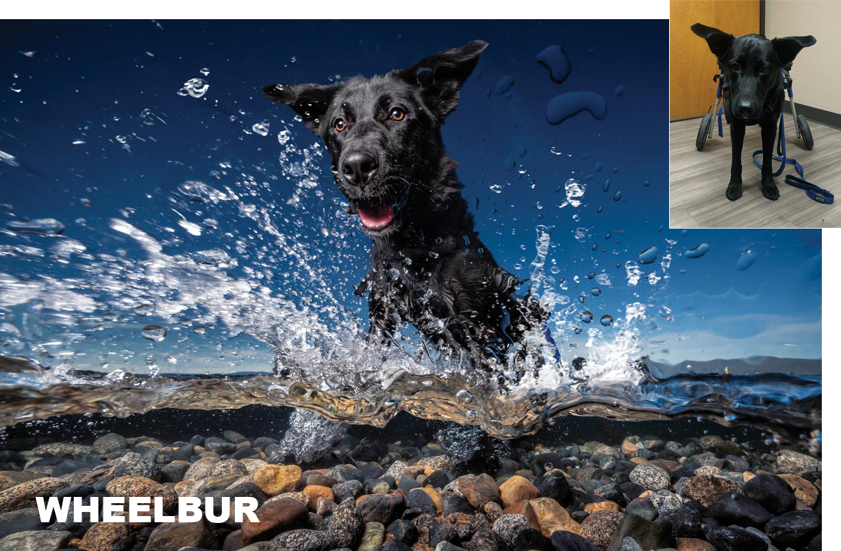 black lab mix splashing in water on a rocky beach under blue skies