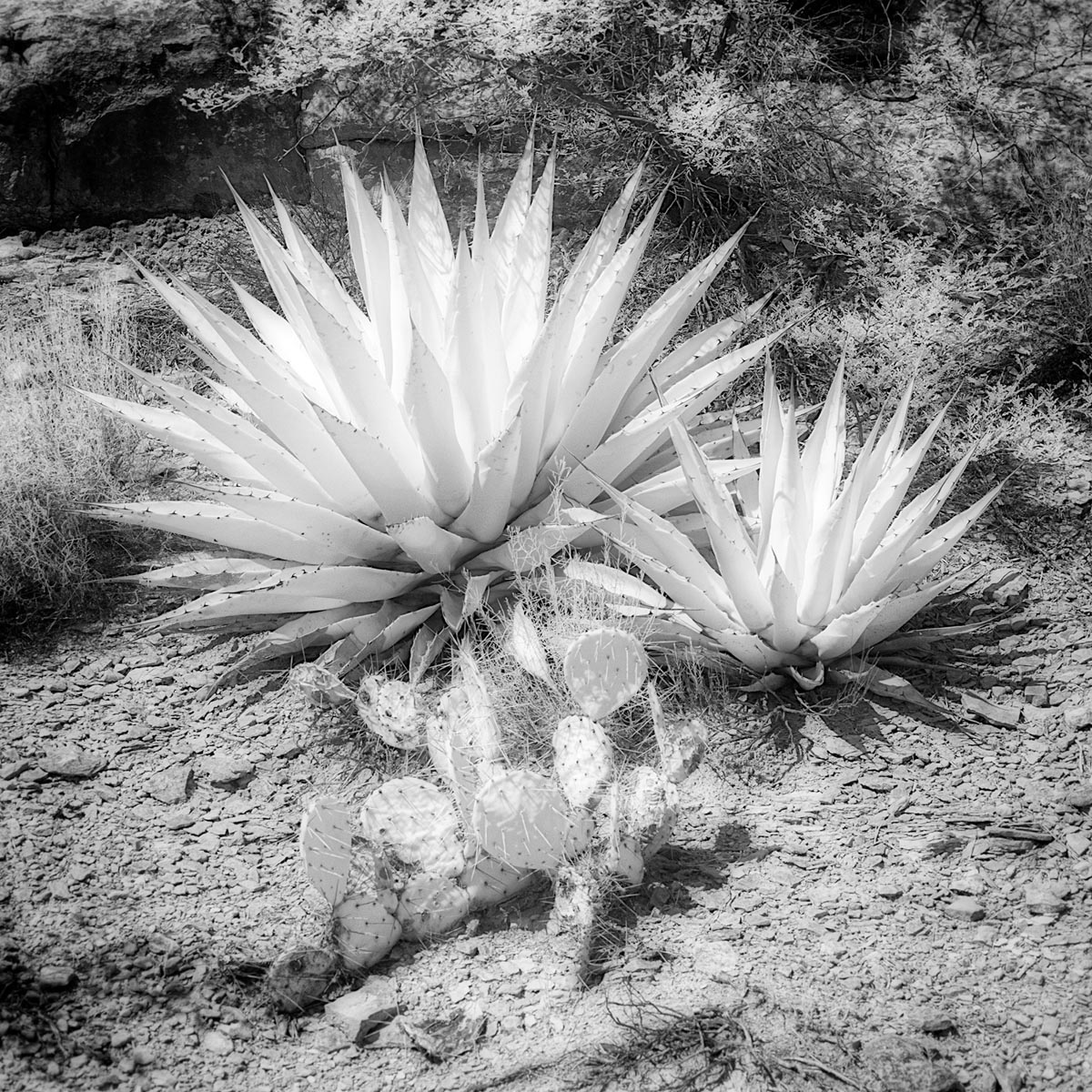 infrared photo of cactus plant