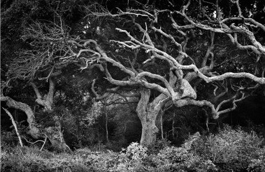 201508_butcher03_amelia-island.jpg