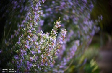 201604_twist60_abbiecassel-2.jpg