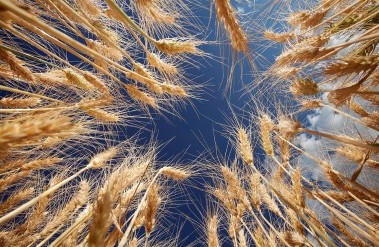 201609_soi-pg-2-3-wheat-in-ethiopia-credit-jim-richardson.jpg
