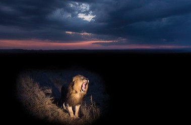 201704-lord-of-the-savanna-header.jpg